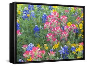 Blue Bonnets, Arnica, and Indian Paintbrush, Near Cuero, Texas, USA-Darrell Gulin-Framed Stretched Canvas