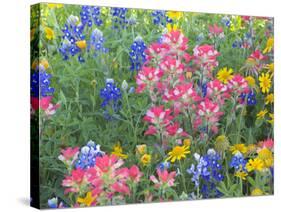 Blue Bonnets, Arnica, and Indian Paintbrush, Near Cuero, Texas, USA-Darrell Gulin-Stretched Canvas