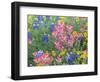 Blue Bonnets, Arnica, and Indian Paintbrush, Near Cuero, Texas, USA-Darrell Gulin-Framed Photographic Print