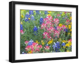 Blue Bonnets, Arnica, and Indian Paintbrush, Near Cuero, Texas, USA-Darrell Gulin-Framed Photographic Print