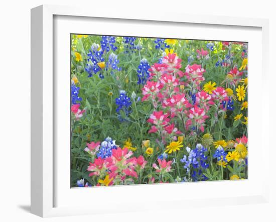 Blue Bonnets, Arnica, and Indian Paintbrush, Near Cuero, Texas, USA-Darrell Gulin-Framed Photographic Print