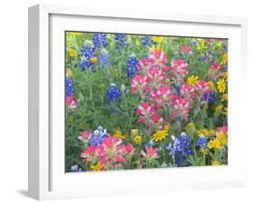 Blue Bonnets, Arnica, and Indian Paintbrush, Near Cuero, Texas, USA-Darrell Gulin-Framed Photographic Print