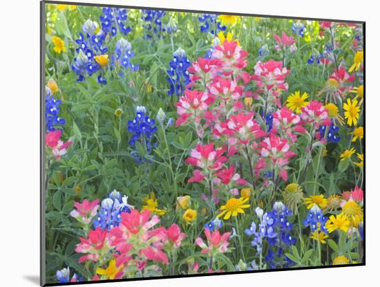 Blue Bonnets, Arnica, and Indian Paintbrush, Near Cuero, Texas, USA-Darrell Gulin-Mounted Photographic Print