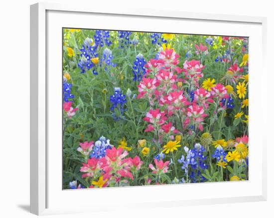 Blue Bonnets, Arnica, and Indian Paintbrush, Near Cuero, Texas, USA-Darrell Gulin-Framed Photographic Print