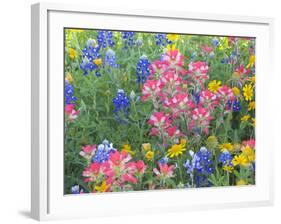 Blue Bonnets, Arnica, and Indian Paintbrush, Near Cuero, Texas, USA-Darrell Gulin-Framed Photographic Print