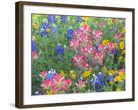 Blue Bonnets, Arnica, and Indian Paintbrush, Near Cuero, Texas, USA-Darrell Gulin-Framed Photographic Print