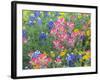 Blue Bonnets, Arnica, and Indian Paintbrush, Near Cuero, Texas, USA-Darrell Gulin-Framed Photographic Print