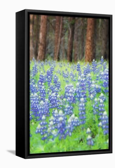 Blue Bonnets at Wawona, Yosemite National Park-Vincent James-Framed Stretched Canvas