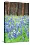 Blue Bonnets at Wawona, Yosemite National Park-Vincent James-Stretched Canvas