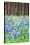 Blue Bonnets at Wawona, Yosemite National Park-Vincent James-Stretched Canvas