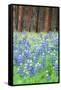 Blue Bonnets at Wawona, Yosemite National Park-Vincent James-Framed Stretched Canvas