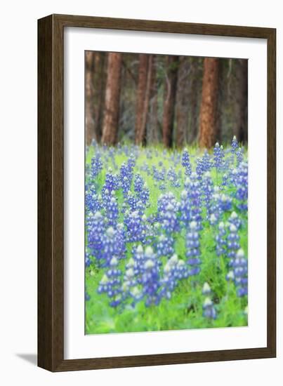 Blue Bonnets at Wawona, Yosemite National Park-Vincent James-Framed Photographic Print