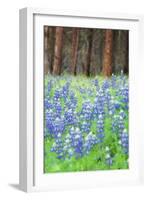 Blue Bonnets at Wawona, Yosemite National Park-Vincent James-Framed Photographic Print