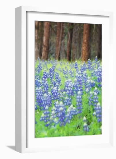 Blue Bonnets at Wawona, Yosemite National Park-Vincent James-Framed Photographic Print