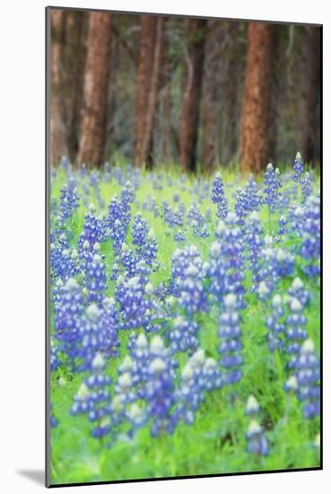 Blue Bonnets at Wawona, Yosemite National Park-Vincent James-Mounted Photographic Print