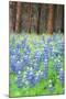 Blue Bonnets at Wawona, Yosemite National Park-Vincent James-Mounted Photographic Print