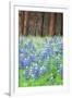 Blue Bonnets at Wawona, Yosemite National Park-Vincent James-Framed Photographic Print