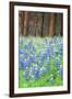 Blue Bonnets at Wawona, Yosemite National Park-Vincent James-Framed Photographic Print