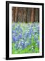 Blue Bonnets at Wawona, Yosemite National Park-Vincent James-Framed Photographic Print