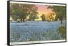 Blue Bonnets, State Flower of Texas-null-Framed Stretched Canvas