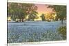 Blue Bonnets, State Flower of Texas-null-Stretched Canvas