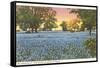 Blue Bonnets, State Flower of Texas-null-Framed Stretched Canvas