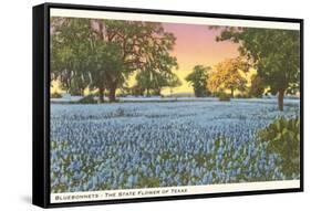 Blue Bonnets, State Flower of Texas-null-Framed Stretched Canvas