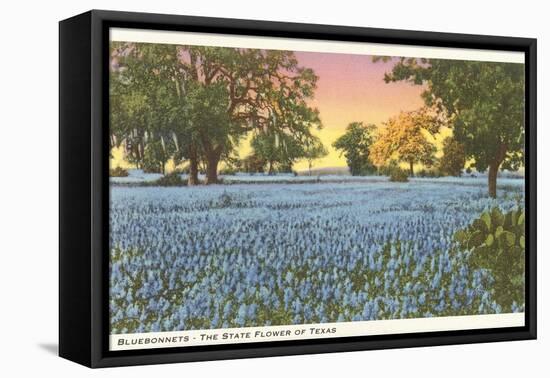 Blue Bonnets, State Flower of Texas-null-Framed Stretched Canvas