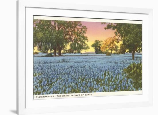 Blue Bonnets, State Flower of Texas-null-Framed Premium Giclee Print