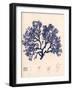 Blue Botanical Study I-Kimberly Poloson-Framed Premium Giclee Print