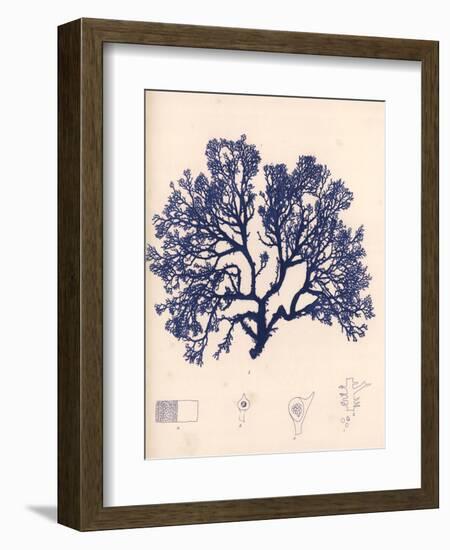 Blue Botanical Study I-Kimberly Poloson-Framed Art Print