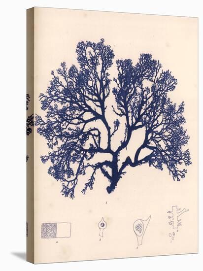 Blue Botanical Study I-Kimberly Poloson-Stretched Canvas