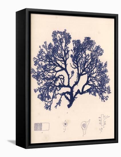 Blue Botanical Study I-Kimberly Poloson-Framed Stretched Canvas