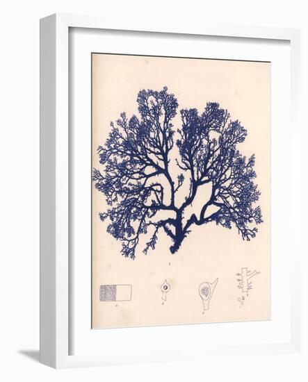 Blue Botanical Study I-Kimberly Poloson-Framed Art Print