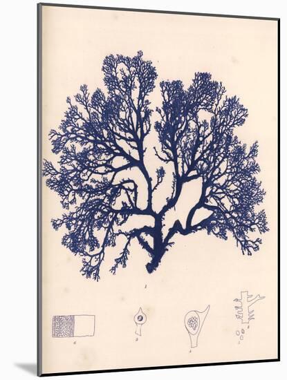 Blue Botanical Study I-Kimberly Poloson-Mounted Art Print