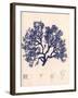 Blue Botanical Study I-Kimberly Poloson-Framed Art Print