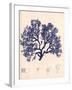 Blue Botanical Study I-Kimberly Poloson-Framed Premium Giclee Print