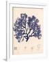 Blue Botanical Study I-Kimberly Poloson-Framed Art Print