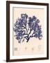 Blue Botanical Study I-Kimberly Poloson-Framed Art Print