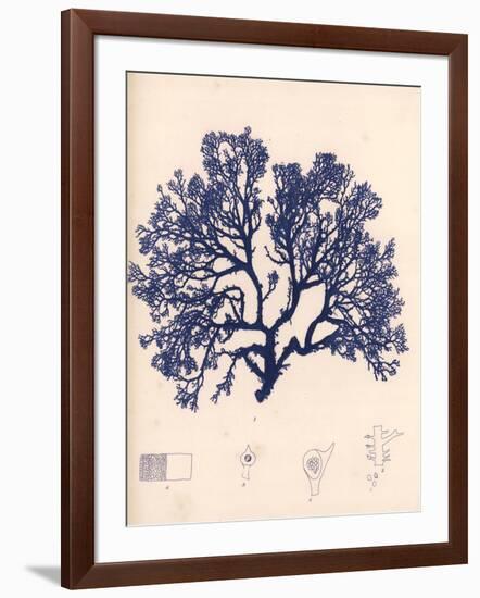 Blue Botanical Study I-Kimberly Poloson-Framed Art Print