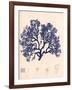 Blue Botanical Study I-Kimberly Poloson-Framed Art Print