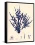 Blue Botanical Study II-Kimberly Poloson-Framed Stretched Canvas