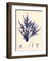 Blue Botanical Study II-Kimberly Poloson-Framed Art Print