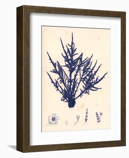 Blue Botanical Study II-Kimberly Poloson-Framed Art Print