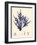 Blue Botanical Study II-Kimberly Poloson-Framed Art Print