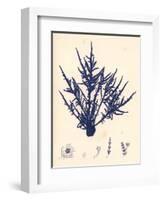 Blue Botanical Study II-Kimberly Poloson-Framed Art Print