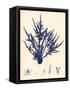 Blue Botanical Study II-Kimberly Poloson-Framed Stretched Canvas