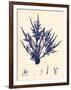 Blue Botanical Study II-Kimberly Poloson-Framed Art Print