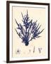 Blue Botanical Study II-Kimberly Poloson-Framed Art Print