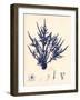 Blue Botanical Study II-Kimberly Poloson-Framed Art Print